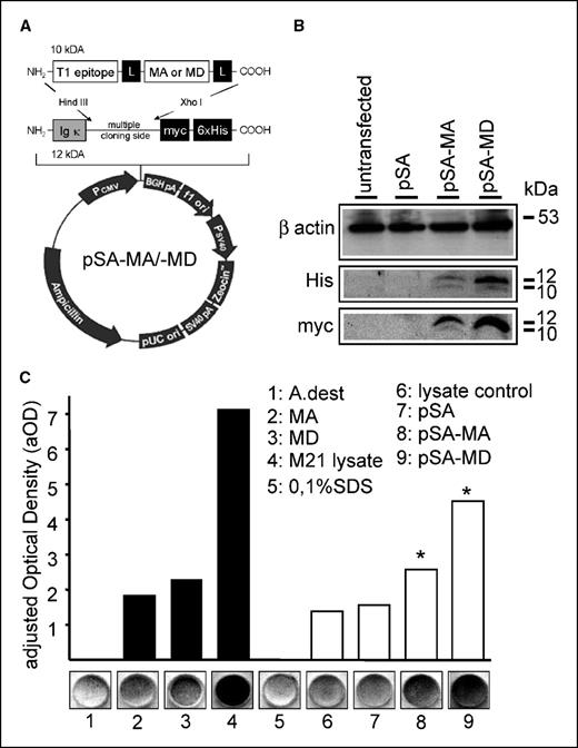 Figure 2. Schematic of protein expression and GD2 mimicry of DNA vaccines encoding GD2 peptide mimotopes. A, schematics illustrate the generated DNA minigene vaccines (pSA-MA and pSA-MD), which encode the GD2 mimicking peptide mimotopes [i.e., mimotope A and D (MA and MD)]. The pSA-MA and pSA-MD plasmids are based on pSecTagA 2 (pSA), including a kappa leader sequence (Igκ), a T-cell helper epitope from HIV-1 gp120 (T1) and two flexible glycin-serin linkers. B, minigene expression of pSA-MA and pSA-MD was shown in CHO-1 cells by Western blot using anti-His and anti-Myc tag antibodies. C, GD2 mimicry was analyzed following transfection of CHO-1 cells (1 × 106) with GD2 peptide mimotope DNA vaccines by dot blot experiments using anti-GD2 mAb 14G2a. Signals were compared with synthetic GD2 mimotope peptides (4 μg) and a lysate of GD2-positive M21 cells (1.25 × 105), both used as positive controls. Peptide dot blot buffer (1) and cell lysis buffer (5) were used as negative controls. Top, adjusted optical densities measurements (aOD); bottom, photographs of representative dots. *, P ≤ 0.05 (Student's t test).