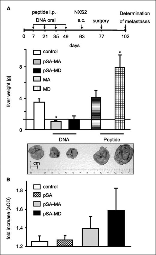 Figure 3. Effects of DNA versus peptide vaccination with plasmids encoding for GD2 mimotopes and synthetic GD2 peptide mimotopes in a syngeneic neuroblastoma model. Mice were immunized either by oral gavage of pSA-MA– and pSA-MD–transfected attenuated S. typhimurium or by i.p. injection of KLH-conjugated synthetic GD2 peptide mimotopes (MA and MD) adsorbed to Al(OH)3. All mice (control, n = 6; experimental groups, n = 8) were challenged by s.c. injection of NXS2 neuroblastoma. A, spontaneous liver metastasis was determined by measurements of liver weights of fresh specimens. Columns, mean; bars, SE. *, P ≤ 0.05. The horizontal line indicates the liver weight of mice without metastases (1.2 g). Photographs of one representative liver specimen from each group of mice. B, blood samples taken one week before the 1st immunization and 1 week after the last immunization were analyzed by GD2 ELISA. Results of the anti-GD2 serum response following DNA vaccination. Columns, mean adjusted absorbance values; bars, SE. *, P ≤ 0.05 (Student's t test).