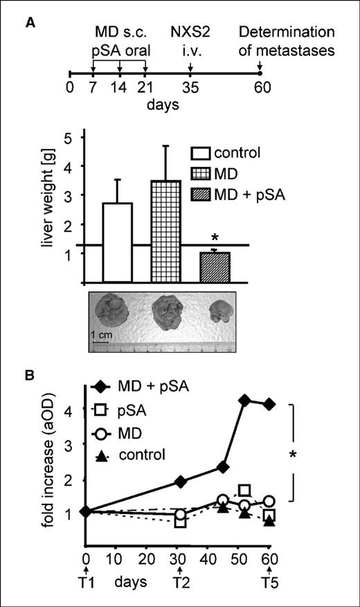 Figure 4. Effect of coadministration of oral DNA adjuvants in GD2 peptide mimotope–vaccinated A/J mice. Mice were immunized by s.c. injection of KLH-conjugated synthetic GD2 peptide mimotopes (MD) adsorbed to Al(OH)3 with and without coadministration of oral DNA (pSA empty vector delivered by attenuated S. typhimurim; pSA). All mice (control, n = 6; experimental groups, n = 8) were challenged by i.v. injection of NXS2 neuroblastoma. A, spontaneous liver metastasis was determined by measurements of liver weights of fresh specimens. Columns, mean; bars, SE. *, P ≤ 0.05. The horizontal line indicates normal liver weights of mice without metastases (1.2 g). Representative liver photographs from each group of mice. B, the course of anti-GD2 serum responses in peptide-vaccinated mice with and without oral application of oral DNA (pSA). Samples were taken on time points indicated by an arrow. Results (mean) are illustrated as x-fold increase in contrast to the preimmunization anti-GD2 serum level (T1). *, P ≤ 0.05 (Student's t test). T = time point.