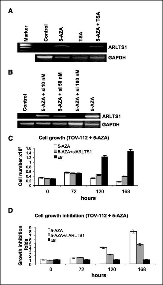 Figure 3. Reexpression of ARLTS1 in TOV-112 cells after treatment with the demethylating agent 5-AZA. A, RT-PCR of untreated (control) and 5-AZA- or TSA-treated cells. GAPDH levels were used as a loading control. 5-AZA treatment restored ARLTS1 mRNA expression, whereas TSA treatment did not. B, down-regulation of ARLTS1 levels (6 days after transfection) by siRNA treatment. siRNA treatment (100 nmol/L) against ARLTS1 was able to inhibit the expression of ARLTS1 induced by 5-AZA treatment. C, cell growth analysis of untreated, 5-AZA, and combination 5-AZA + ARLTS1 siRNA treatment of TOV-112 cells. D, 5-AZA treatment suppressed TOV-112 cell growth, whereas 5-AZA + ARLTS1 siRNA treatment decreased the 5-AZA inhibitory effect by 50% (P < 0.001).