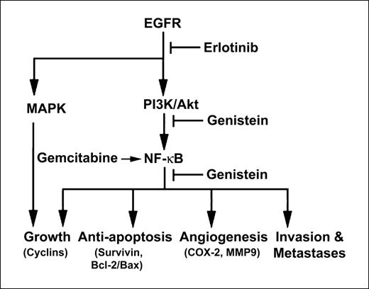 Figure 1. Schematic diagram of the EGFR pathway showing the EGFR activation of the Akt/NF-κB pathway and potential sites of blockade by drugs.
