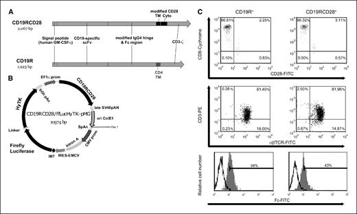 Figure 2. Generation and characterization of CD19R+ and CD19RCD28+ T cells. A, schematics of the CD19RCD28 and CD19R transgenes. The CD19RCD28 cDNA contains several modifications. Briefly, CD19RCD28 contains a modified IgG4 hinge (CPSC → CPPC; ref. 24) and a modified transmembrane/intracellular domain from CD28 (RLLH → RGGH; ref. 25). The CD19R cDNA has been described previously (8). B, schematic of the expression plasmid CD19RCD28/ffLucHyTK-pMG. EF1α promoter, human elongation factor-1α promoter; CMV promoter, cytomegalovirus (CMV) enhancer/promoter; late SV40pAN, polyadenylation signals from SV40; bGh pAn, polyadenylation signal from bovine growth hormone; IM7, synthetic prokaryotic promoter; SpAn, synthetic pause. C, phenotype of CD19R+ and CD19RCD28+ T cells by flow cytometry. The genetically modified T cells were stained with CD3-, TCR-, CD8-, and CD28-specific monoclonal antibodies for flow cytometric analysis. To verify expression of the chimeric receptor, the modified T cells were also stained with a goat-derived polyclonal FITC-conjugated Fc-specific antibody and nonspecific control antibody. The percentage of positive cells is indicated.