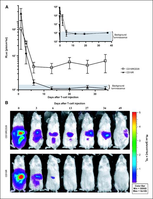 Figure 5. In vivo persistence of CAR+ T cells. A, longitudinal monitoring of the bioluminescent signals of 5 × 106 ffLuc+ CD19RCD28+ or CD19R+ T cells injected into groups of four NOD/scid mice bearing Daudi tumor cells. Initial T-cell signal was measured 3 hours after injection. Points, mean photon flux (in p/s/cm2/sr); bars, SD. Gray area, average background ffLuc-derived flux for a group of mice that did not receive injections of tumor or T cells. Inset, T-cell survival after adoptive transfer in NOD/scid mice that did not receive tumor. B, pseudocolor image representing light intensity and anatomic localization of the ffLuc-derived T-cell signal in two representative mice. The color bar displays the ffLuc activity in p/s/cm2/sr.
