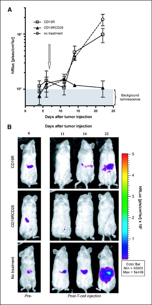 Figure 6. In vivo antitumor activity of CAR+ T cells. A, longitudinal monitoring of the bioluminescent signals of hRluc+ Daudi cells in NOD/scid mice. Mice with progressively growing tumors were separated into three groups (four mice per group) bearing comparable tumor loads. Seven days later (arrow), the mice were injected with 20 × 106 ffLuc+ CD19R+ or CD19RCD28+ T cells. A control group received no T-cell treatment. Points, mean photon flux (in p/s/cm2/sr); bars, SD. Using the Wilcoxon rank sum test, we detected a statistically significant difference between groups treated with CD19RCD28+ T cells and the control group (P < 0.05), no statistically significant difference between the groups receiving CD19R+ T cells and no treatment (P > 0.05). Gray area, average background hRluc-derived flux for a group of mice that did not receive injections of tumor or T cells. B, pseudocolor image representing light intensity and anatomic localization of the hRluc-derived Daudi flux signals in three representative mice. The color bar displays the relative hRluc activity in p/s/cm2/sr.