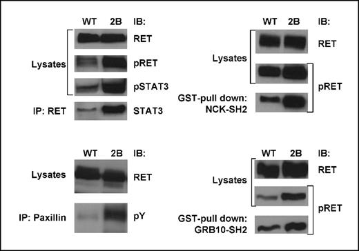 Figure 1. 2B-RET is a more active kinase than WT-RET. HEK293 cells expressing GFRα1 and either WT-RET or 2B-RET were treated with GDNF and either immunoprecipitated with an anti-RET or anti-paxillin antibody or subjected to GST-pull down using purified GST-tagged NCK-SH2 domain or GRB10-SH2 domain as indicated. Lysates or precipitated samples were resolved on 6% SDS-PAGE gels and immunoblotted with appropriate antibodies as indicated.