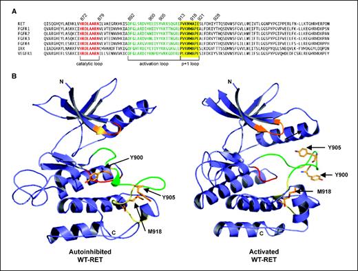 Figure 2. Homology modeling of RET. A, multiple sequence alignment of tyrosine kinase domains of RET and similar RTKs. B, ribbon diagrams of the intracellular domain of WT-RET (residues 709-988) in the autoinhibited and active conformations. Three-dimensional models of RET were created using autoinhibited and activated IRK structures as templates. Positions of the autophosphorylated tyrosines in the activation loop (Y900 and Y905) and of M918 are shown. Residues in the nucleotide binding loop (orange), catalytic loop (red), activation loop (green), and P+1 loop (yellow) are indicated.