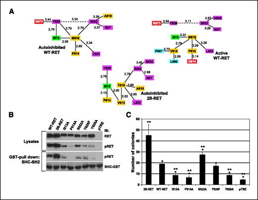 Figure 3. Mutations of RET critical residues have variable functional effects. A, schematic diagram of inter-residue interactions in the autoinhibited and active WT-RET (top) and autoinhibited 2B-RET (bottom). Solid lines, van der Waals forces of interaction; dotted lines, hydrogen bonding. All distances are measured in angstroms. Residues in the nucleotide-binding loop (orange), catalytic loop (red), activation loop (green), and P+1 loop (yellow) are indicated. B, Western blot analysis of expression and phosphorylation of WT-RET, 2B-RET, and other RET critical residue mutants, and their ability to pull down GST-tagged SHC-SH2 domain fusion proteins. HEK293 cells were transfected with the indicated constructs and treated with dimerizer as described. Protein lysates and GST-pull downs were resolved on 10% SDS-PAGE gels and immunoblotted with anti-RET or anti-phospho-RET antibodies. C, soft agar colony formation assays were done in HEK293 cells expressing the indicated RET constructs or empty vector (pTRE) as described. Colony forming efficiencies for each construct were compared with numbers of colonies formed in the presence of 2B-RET and WT-RET. *, P < 0.01; **, P < 0.05, significant differences in colony number, as compared with 2B-RET or WT-RET, respectively. Columns, mean of three independent experiments; bars, SD. Western blot data presented in (B) are representative of RET expression levels seen in our colony formation assays.