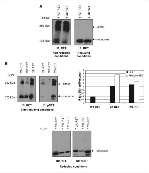 Figure 4. Formation of high molecular weight protein complexes by WT-RET, 2A-RET, and 2B-RET. A, ligand-induced dimerization leads to RET localization in high molecular weight protein complexes under nonreducing conditions. Whole-cell lysates isolated from GDNF-treated HEK293 cells expressing GFRα1 and full-length WT-RET or 2B-RET were resolved on 6% SDS-PAGE gels under nonreducing (left) or reducing (right) conditions and immunoblotted for RET. B, in the absence of ligand, autophosphorylated 2A-RET and 2B-RET, but not WT-RET, are found in high molecular weight complexes. Cell lysates, prepared as above without GDNF-treatment, were resolved under nonreducing (left) or reducing (below) conditions and immunoblotted for RET or phospho-RET. Lysates prepared for cells expressing 2A-RET, known to associate with high molecular weight complexes (33), were used for complex size comparison. Right, graphical representation of the relative ratio of dimer to monomer shown in the representative immunoblots on the left.
