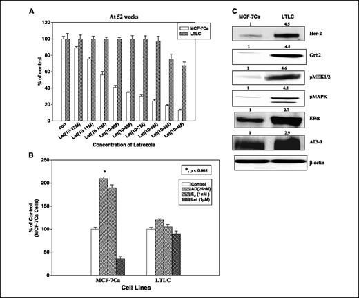 Figure 2. A, effect of letrozole (Let) on the growth of MCF-7Ca and LTLC human breast cancer cells in vitro. MCF-7Ca cells were cultured in steroid-free medium for 3 days before plating, and LTLC cells were cultured in reduced serum medium Opti-MEM 3 days before plating. Triplicate wells were then treated with the indicated concentrations of letrozole for 9 days, and the media were refreshed every 3 days. Cell proliferation was measured on day 10 using the MTT assay as described in Materials and Methods. Cell viability is expressed as the percentage of the cells compared with the control wells. Columns, mean of three experiments; bars, SE. B, effect of E2 and androstenedione on the growth of MCF-7Ca and LTLC human breast cancer cells in vitro. MCF-7Ca cells were cultured in steroid-free medium for 3 days before plating, and LTLC cells were cultured in reduced serum medium Opti-MEM 3 days before plating. Triplicate wells were then treated with the indicated concentrations of E2 and androstenedione for 9 days, and the media were refreshed every 3 days. Cell proliferation was measured on day 10 using the MTT assay as described in Materials and Methods. Cell viability is expressed as the percentage of the cells compared with the control wells. Columns, mean of triplicate experiments; bars, SE. For MCF-7Ca cells, E2 or androstenedione treatment significantly increased cell viability (P < 0.005) C, growth factor receptor pathway adopted by the LTLC human breast cancer cells in vitro. Western immunoblotting analysis of whole-cell lysates from MCF-7Ca and LTLC cells cultured in vitro for HER-2, Grb2, MEK1/2, pMAPK, ERα, and AIB1 proteins. Experimental protocol was as described in Materials and Methods. Blots were stripped and probed for β-actin to verify equal amount of protein loaded in each lane. Representative of three independent experiments.