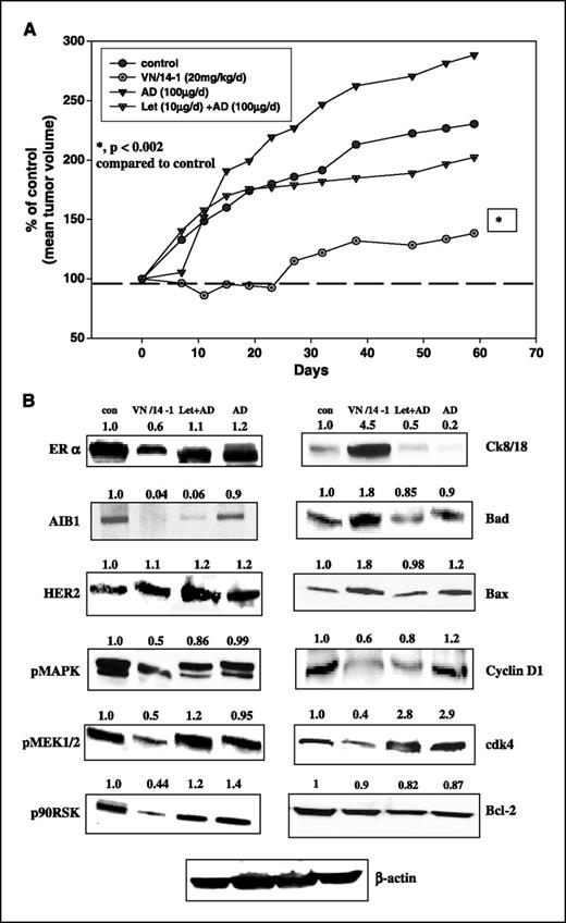 Figure 6. A, effect of letrozole plus androstenedione (AD), androstenedione alone, and VN/14-1 in LTLC xenograft model. Female ovariectomized nude mice were inoculated with LTLC cells as described in Materials and Methods. Mice were randomly grouped (n = 10 control; n = 5 in other two groups) and treated with vehicle only for control, androstenedione (100 μg/mouse/d), and letrozole (10 μg/mouse/d) plus androstenedione (100 μg/mouse/d). After the tumors were 100 mm3, control mice were regrouped (n = 5). One group continued on vehicle and other group switched to VN/14-1 (20 mg/kg/mouse/d). Treatment was continued for 70 days. The mice were sacrificed at the end of the study, and tumor samples were collected for further studies. B, effect of letrozole plus androstenedione, androstenedione alone, and VN/14-1 on protein expression of ERα, AIB1, HER-2, pMAPK, pMEK1/2, p90RSK, cytokeratins 8 and 18, Bad, Bax, Bcl2, cyclin D1, and CDK4 in LTLC tumor samples. Western immunoblotting analysis of LTLC tumor lysates. Left, ERα at 66 kDa, AIB1 at 160 kDa, HER-2 at 180 kDa, pMAPK at 4,442 kDa, pMEK1/2 at 45 kDa, and p90RSK at 90 kDa; right, cytokeratins 8 and 18 at 47 kDa, Bad at 23 kDa, Bax at 20 kDa, Bcl2 at 28 kDa, cyclin D1 at 36 kDa, and CDK4 at 30 kDa. Experimental protocol was as described in Materials and Methods. Blots were stripped and probed for β-actin to verify equal amount of protein loaded in each lane. Blots are representative of three independent experiments.