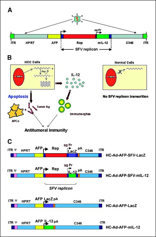Figure 1. Diagram of gutless adenovirus-SFV hybrid vector and its potential antitumoral activity. A, the hybrid vector contains a gutless adenovirus sequence in which a SFV replicon has been inserted under the control of the AFP promoter/enhancer (AFP). The heterologous gene mIL-12 is placed under the control of the SFV subgenomic promoter (sg Pr). B, upon infection of hepatocellular carcinoma (HCC) cells (left) with the hybrid vector, the SFV replicon mRNA can be transcribed from the tumor-specific promoter, Rep will be translated, and copy SFV RNA genome (+) into negative-strand RNA (−). Rep will also synthesize a SFV subgenomic RNA from which mIL-12 will be expressed at high levels. The mIL-12 secreted from infected cells will activate immunocytes at the site of infection. In addition, SFV replication will also induce apoptosis in infected cells, leading to the release of tumor antigens from apoptotic cells, which can be taken up by antigen-presenting cells (APC). Presentation of tumor antigen by antigen-presenting cells and activation of immunocytes by IL-12 will activate immune responses against the tumor. However, if this hybrid vector infects normal cells (right), the SFV replicon mRNA will not be transcribed and, therefore, neither transgene expression nor apoptosis will occur. C, structure of gutless adenovirus vectors. HC-Ad-AFP-SFV-LacZ and HC-Ad-AFP-SFV-mIL-12 are hybrid adenovirus vectors in which the SFV replicon sequence is under the control of the AFP promoter/enhancer and the heterologous genes LacZ or mIL-12 have been placed downstream of the SFV subgenomic promoter, respectively. HC-Ad-AFP-LacZ and HC-Ad-AFP-mIL-12 are gutless adenovirus vectors that contain LacZ or mIL-12 driven directly by the AFP promoter/enhancer, respectively. ITR, inverted terminal repeat; Ψ, adenovirus packaging signal; HPRT, intron region of human genomic hypoxanthine phosphoribosyltransferase as stuffer sequence; C346, cosmid C346 human genomic as stuffer sequence.