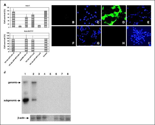 Figure 3. Induction of cell death and SFV replication in hepatocellular carcinoma cells infected with hybrid vectors in vitro. A, induction of cell death. Hep3B and McA-RH7777 cells were infected with HC-Ad-AFP-mIL-12, HC-Ad-AFP-SFV-mIL-12, HC-Ad-AFP-LacZ, HC-Ad-AFP-SFV-LacZ, or control vector AdCMV-mIL-12. Five days after infection, cell survival was measured by MTT assay. Cell survival is shown as the percentage of live cells in infected wells related to the number of live cells in noninfected control wells (control). B to I, expression of SFV Rep. Hepatocellular carcinoma cells (Hep3B, B-E) and non–hepatocellular carcinoma cells (A549, F-I) were infected with HC-Ad-AFP-mIL-12 (B, C, F, and G) or HC-Ad-AFP-SFV-mIL-12 (D, E, H, and I) at ppc 1,000. Two days after infection, cells were subjected to immunocytochemistry by immunofluorescense with a Rep-specific antibody. Rep-expressing cells were visualized with an FITC filter (B, D, F, and H), whereas DAPI-stained nuclei from all cells were visualized with a UV filter (C, E, G, and I). J, replication of SFV RNA. Hepatocellular carcinoma (Hep3B) and non–hepatocellular carcinoma cells (clone 9) were infected with adenoviral vectors at ppc 1,000; 2 days postinfection, total RNA was extracted and analyzed by Northern blot using a 32P-labeled oligonucleotide specific for SFV (top) or a 32P-labeled oligonucleotide specific for β-actin (bottom). Lane 1, BHK cells infected with SFV-IL-12, used as a positive control; lanes 2 to 4, Hep3B cells; lanes 6 to 8, clone 9. Cells were infected with HC-Ad-AFP-SFV-mIL-12 (lanes 2 and 6), HC-Ad-AFP-mIL-12 (lanes 3 and 7), or mock infected (lanes 4 and 8). Lane 5 was not loaded.
