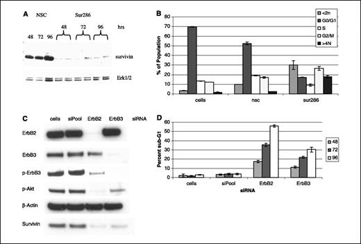 Figure 1. Survivin is regulated by ErbB2 and ErbB3 in ErbB2-overexpressing breast cancer cells where it mediates prosurvival effects. A, selective knockdown of survivin protein using siRNA (Sur286). Equal amounts of protein from whole-cell lysates in BT474 cells exposed to Sur286 and a control siRNA construct (NSC) were separated by SDS-PAGE and Western blotted for survivin and Erk1/2. B, effects of Sur286 or NSC on cell survival. Cell cycle analysis was done using propidium iodide staining and flow cytometry on BT474 cells treated with Sur286 and NSC siRNA for 48 hours. Untreated cells served as controls. Cells with <2N DNA content (green) represent apoptotic cells whereas those with >4N (dark blue) exhibit polyploidy. Representative of three independent experiments. C, ErbB2 and ErbB3 knockdown inhibits survivin and p-Akt. Equal amounts of protein from BT474 whole-cell lysates after treatment for 48 hours with the indicated siRNA constructs (siPool/control, ErbB2, and ErbB3) were separated by SDS-PAGE and Western blotted for ErbB2, ErbB3, p-ErbB3, p-Akt, and survivin. Steady-state levels of actin served as a control for equal loading of protein. Untreated cells (cells) served as additional controls. D, induction of apoptosis following ErbB2 and ErbB3 knockdown. BT474 cells were treated with the indicated siRNA constructs. At 48, 72, and 96 hours following transfection of siRNA constructs, apoptosis (sub-G1 population) was assessed using propidium iodide staining and flow cytometry. Untreated cells (cells alone) served as additional controls. Representative of three independent experiments.
