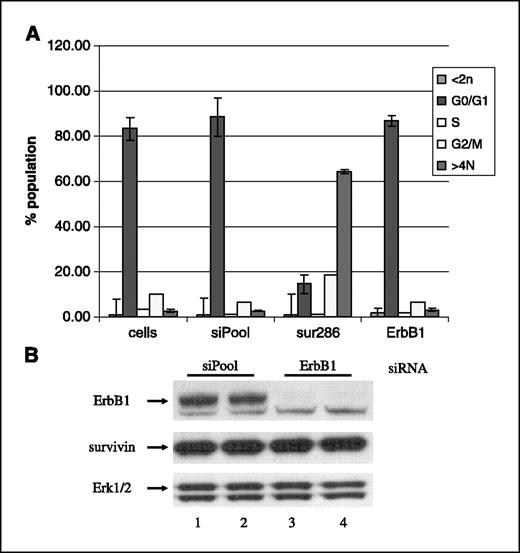 Figure 2. The link between ErbB2, survivin, and cell survival does not seem to be generalized to ErbB1 signaling. A, survivin or ErbB1 knockdown does not induce apoptosis in HN5 cells. HN5 cells were treated with the indicated siRNA constructs (siPool/control, Sur286, and ErbB1) for 72 hours; after which, cell cycle analysis was done by propidium iodide staining and flow cytometry. Summary of three independent experiments. B, ErbB1 knockdown does not inhibit survivin protein. HN5 cells were treated with the indicated siRNA constructs (lanes 1 and 2, siPool/control; lanes 3 and 4, ErbB1). After 72 hours, equal amounts of protein were separated by SDS-PAGE and steady-state survivin protein levels were analyzed by Western blot analysis.