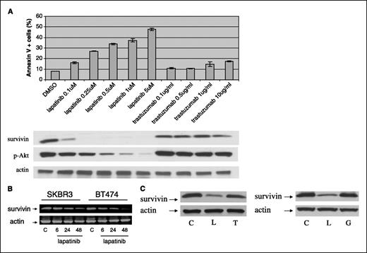 Figure 3. Inhibition of ErbB2 by lapatinib in turn reduces survivin protein in ErbB2-overexpressing breast cancer cells. A, concentration-response effect of lapatinib on survivin in BT474 cells. Cells were treated with lapatinib at the indicated concentrations. After 72 hours, apoptosis was analyzed by Annexin V staining and flow cytometry (top). Concentration-response effect of trastuzumab is also indicated. Cells treated with vehicle alone (DMSO) served as a control. Samples from the above treatment conditions were also analyzed by Western blot for survivin steady-state protein levels (bottom). Actin steady-state protein levels served as a control for equal loading of protein. B, lapatinib inhibits survivin in SKBR3 and BT474 cells in a time-dependent manner. Cells were treated with a pharmacologically relevant concentration of lapatinib (500 nmol/L) for 6, 24, and 48 hours. At the indicated times, cells were harvested and equal amounts of protein separated by SDS-PAGE and Western blot analysis were done. Steady-state actin protein levels served as a control for equal loading of lanes. C, inhibition of survivin by lapatinib is not shared by other ErbB-targeted agents. BT474 cells were treated with lapatinib (500 nmol/L; L), trastuzumab (10 μg/mL; T), or gefitinib (500 nmol/L; G) for 72 hours; after which, equal amounts of whole-cell lysate were separated by SDS-PAGE and Western blot analysis was done. Cells treated with vehicle alone (DMSO) served as controls (C).