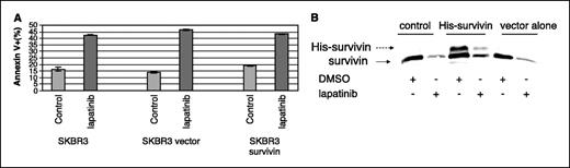 Figure 4. Expression of His-tagged survivin fails to protect ErbB2-overexpressing breast cancer cells from lapatinib-induced apoptosis. A, His-tagged survivin under the control of a CMV-heterologous promoter fails to prevent lapatinib-induced apoptosis of SKBR3 cells. SKBR3 cells were transfected with His-tagged survivin under the control of a CMV heterologous promoter. Cells were treated with lapatinib (500 nmol/L) for 72 hours and apoptosis was assessed by Annexin V staining and flow cytometry. Percent Annexin V–positive cells from untransfected SKBR3 cells, SKBR3 cells transfected with vector alone, and SKBR3 cells transfected with His-tagged survivin. Representative of three independent experiments. B, His-tagged survivin and endogenous survivin are equally down-regulated by lapatinib. Untransfected SKBR3 cells (control), SKBR3 cells expressing His-tagged survivin (His-survivin), and SKBR3 cells transfected with vector alone (vector alone) were treated with either lapatinib (500 nmol/L) or vehicle (DMSO). After 72 hours, cells were harvested and equal amounts of total cell lysate separated by SDS-PAGE and Western blot analysis was done. Steady-state protein levels of His-tagged (dotted line) and endogenous (solid line) survivin.