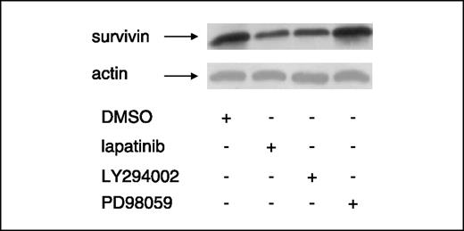 Figure 6. The effects of lapatinib on survivin seem to be mediated through inhibition of PI3K. BT474 cells were treated with DMSO (vehicle), lapatinib (500 nmol/L), LY294002 (10 μmol/L), and PD98059 (10 μmol/L). After 72 hours, cells were harvested and total cell lysates were prepared. Equal amounts of protein were separated by SDS-PAGE and Western blot analysis of survivin steady-state protein levels was done. Steady-state actin protein levels served as a control for equal loading of protein.