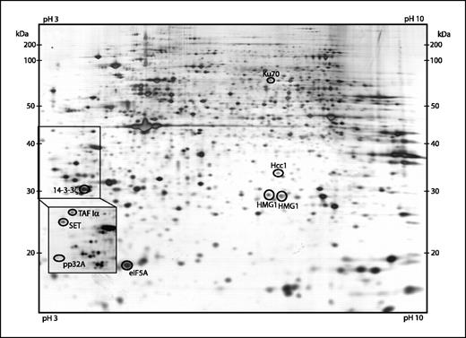Figure 1. Representative example of a two-dimensional gel image from the analysis set. Note that each spot intensity appears as the sum of three individual sample spot intensities because each gel contains three samples, labeled with separate Cy-Dyes. On average, 2,100 spots were separated on a nonlinear IPG strip (pH 3-10) in the first dimension and on a 12.5% SDS-PA gel in the second dimension. The selected subset of proteins, as listed in Table 2, are shown.