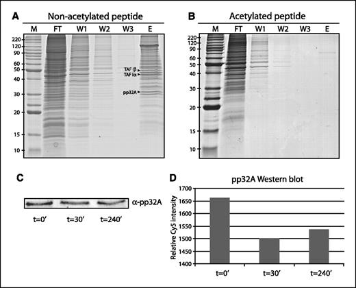 Figure 4. Biochemical analysis of binding of INHAT complex proteins to a histone NH2-terminal consensus peptide. A, a synthetic peptide reflecting the histone NH2-terminal consensus sequence SGRGKAGKKGRKGAKTRQC was immobilized through the COOH-terminal cysteine onto Sulfolink beads. The proteins that specifically bound to this peptide were separated using one-dimensional SDS-PAGE (M, molecular weight marker; FT, flow-through; W1/2/3, wash fractions 1, 2, and 3; E, eluate fraction). Mass spectrometric analysis of eluate fraction revealed the binding of the three proteins of the INHAT complex (arrows). B, after complete acetylation of the immobilized peptide, the experiment was repeated. This showed that binding of INHAT to the nonacetylated histone NH2-terminal peptide was specific because these proteins were detected in the flow-through and not in the eluate fraction. C, Western blot results of the regulation of pp32A, one of the INHAT proteins. D, relative quantitation of the pp32A levels.