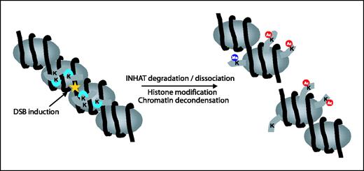 Figure 5. Proposed mechanism of chromatin remodeling in the DNA damage response. Upon induction of a DSB (★), the INHAT complex (indicated by blue U-shaped structures) dissociates from the histone N-termini that are exposed from of the nucleosome core. This allows modification of the N-termini, such as methylation and acetylation (blue and red circles, respectively) by histone methyltransferase and acetyltransferase, which in turn, leads to chromatin decondensation. This opens up the chromatin and increases accessibility for DNA repair factors, like Ku70 and DNA-protein kinase.