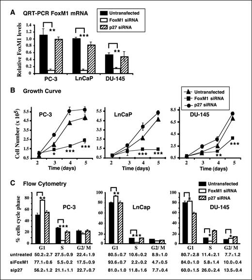 Figure 4. FoxM1 is essential for growth and proliferation of PC-3, LNCaP, and DU-145 prostate cancer cell lines. We transfected siRNA duplexes specific to either FoxM1 (siFoxM1 #2) or p27Kip1 (siP27) into PC-3, LNCaP, and DU-145 prostate cancer cell lines, and at 48 hours after transfection, they were used for growth or flow cytometry analysis, and at 72 hours after transfection, they were used to prepare total RNA. A, transfection of FoxM1 siRNA inhibits expression of FoxM1 in PC-3, LNCaP, and DU-145 cells. Total RNA was prepared from prostate cancer cell lines PC-3, LNCaP, and DU-145 at 48 hours after transfection with either siRNA duplexes specific to FoxM1 (siFoxM1 #2) or p27Kip1 (siP27) or left untransfected and then was analyzed for expression levels of FoxM1 and cyclophilin by QRT-PCR as described in Materials and Methods. FoxM1 mRNA levels in each individual sample were normalized to its corresponding cyclophilin mRNA level. B, transfection of FoxM1 siRNAs into prostate cancer cell lines decreases their growth in culture. Prostate cancer cell lines PC-3, LNCaP, and DU-145 were transfected with either siFoxM1 #2 or siP27 duplexes or left untransfected and were then replated 48 hours after siRNA transfection, and cell numbers were counted at days 3, 4, or 5 after transfection. A statistically significant decrease in the growth of FoxM1-depleted prostate cancer cells was found compared with untransfected cells. C, flow cytometry analysis of FoxM1-depleted prostate cancer cell lines shows decreased S-phase progression. The indicated prostate cancer cell lines were transfected with siFoxM1 #2 or siP27 duplexes or left untransfected and then subjected to flow cytometry analysis at 72 hours after transfection after staining with propidium iodide. Columns, percentage of cells accumulating in G1, S, and G2-M (4N) in FoxM1- or p27Kip1-depleted prostate cancer cells compared with untransfected prostate cancer cells in triplicate; bars, SD. Statistically significant increases with Ps calculated by Student's t test: *, P < 0.05; **, P ≤ 0.01; ***, P ≤ 0.001.