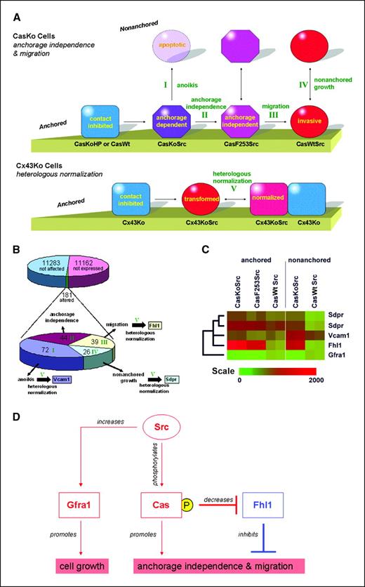 Figure 1. Use of Cas and Cx43 knockout cells to investigate mechanisms underlying tumor cell growth and migration. A, CasKo cells (top) can be used to distinguish mechanisms leading to anchorage independence from those leading to tumor cell migration. Nontransformed CasKo or CasHP (empty vector control) cells (blue rectangle) form anchorage-dependent contact inhibited monolayers. CasKoSrc (v-Src transfected) cells (purple hexagon) show some morphologic alterations but remain relatively static and anchorage dependent; these cell undergo anoikis in suspension (light purple circle). Src-transformed CasF253Src (transfected with v-Src and Cas with Y253 mutated to F) cells (royal purple octagons) are anchorage independent but do not migrate as well as anchorage-independent CasWtSrc (transfected with v-Src and wild-type Cas) cells (red circles). These cells were used to investigate genes distinctly involved in anoikis, anchorage independence, cell migration, nonanchored growth, and heterologous normalization by comparisons indicated by I, II, III, and IV, respectively. Cx43Ko cells (bottom) were used to investigate genes involved in heterologous normalization of Src-transformed cells (red circle) by neighboring nontransformed cells (blue rectangle). Genes arising from this comparison (V) were used as a subsequent filter for genes identified by analysis of CasKo cells. B, probe sets representing genes not expressed, not altered, or associated with anoikis, anchorage independence, migration, and nonanchored growth. Genes in tumor cells affected by heterologous normalization by contact with adjacent nontransformed cells are further indicated. Genes distinctly involved in anoikis, anchorage independence, cell migration, nonanchored growth, and heterologous normalization by comparisons are indicated by I, II, III, and IV, respectively. C, cluster analysis of expression profiles of Sdpr, Vcam1, Fhl1, and Gfra1 in anchored and nonanchored CasKoSrc, CasF253Src, or CasWtSrc cells. Bottom, bar showing relative intensity. Intensities from two independent experiments are given for each cell type. D, Src induces Gfra1 and promotes tumor cell growth. However, Src requires Cas to suppress Fhl1, which would otherwise inhibit specific aspects of tumor cell growth, including anchorage independence and migration.