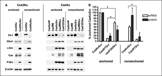 Figure 2. Src and Cas act together to suppress Fhl1 expression during cell transformation. A, equal amounts of protein (10 μg/lane) were analyzed by Western blotting. Suppression of Fhl1 expression by Src was augmented by Cas. In contrast, Src induced Gfra1 expression in all CasKo cells and in nonanchored Cx43Ko cells independent of Cas expression. B, quantitation of Fhl1 expression at the mRNA and protein levels. Columns, percentage of Fhl1 expression in anchored CasKoSrc cells (n = 2 for mRNA assayed by nucleotide arrays and n = 3 for protein expression assayed by Western blotting); bars, SE. *, P < 0.05 (t test).