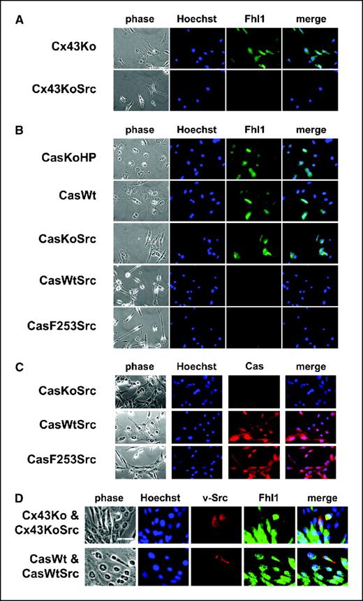 Figure 3. Nontransformed cells express Fhl1 and induce Fhl1 expression in neighboring Src-transformed cells. A and B, Fhl1 expression was visualized by immunofluorescent microscopy of transformed and nontransformed (A) Cx43Ko cells and (B) CasKo cells. Fhl1 was evident in the nuclear (Hoechst 33342 stained) and cytoplasmic regions of nontransformed cells (CasHP, CasWt, CasKoSrc, and Cx43Ko) but not transformed cells (CasWtSrc and Cx43KoSrc). Bar, 50 μm. C, robust Cas expression was evident in CasWtSrc and CasF253Src cells but not control Cx43KoSrc cells. D, Fhl1 expression was examined by immunofluorescent microscopy of Src-transformed cell cocultured with nontransformed cells. Nuclei, Fhl1, and v-Src were visualized by Hoechst 33342 staining, immunofluorescence, and phase contrast. Fhl1 is induced in Src-transformed Cx43KoSrc or CasWtSrc cells cocultured with nontransformed Cx43Ko or CasWt cells, respectively. Bar, 20 μm.