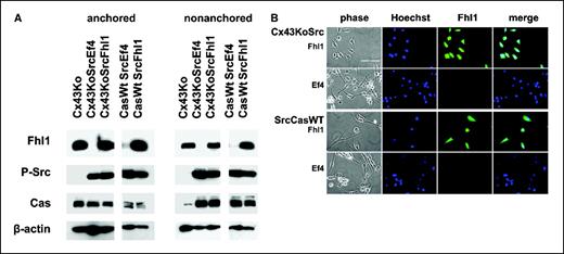 Figure 4. Fhl1 is expressed by Src-transformed cells transfected with an Fhl1 expression vector. A, equal amounts of protein (10 μg/lane) from anchored and nonanchored Src-transformed cells transfected with a mammalian expression vector encoding Fhl1 or the parental empty vector (pEf4) were analyzed by Western blotting. Fhl1 expression levels in Fhl1 transfectants were equivalent to those seen in nontransformed cells without affecting Src kinase activity. B, Fhl1 expression was visualized by immunofluorescent microscopy of CasWtSrc and Cx43Ko cells. Fhl1 was evident in transformed cells transfected with a mammalian expression vector encoding Fhl1. Bar, 50 μm.