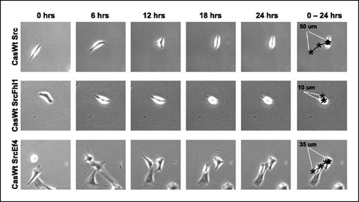 Figure 6. Fhl1 inhibits migration of Src-transformed cells during a 24-hour period. Cell migration was examined by video microscopy of CasWtSrc, CasWtSrcFhl1, and CasWtSrcEf4 cells. Asterisks, representative migration distances in the 0- to 24-hour time frames denoting location of start and end points of marked cells.