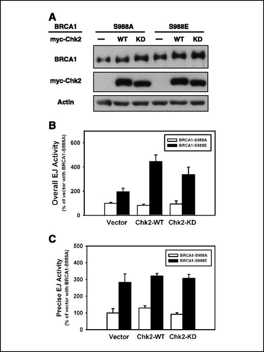 Figure 5. Chk2 promotes DNA end-joining activity by phosphorylating Ser988 of BRCA1. A, MCF-7 cells were cotransfected with the BRCA1 S988A or S988E mutant and vector or myc-tagged wild-type or KD Chk2; the immunoblot shows similar amount of protein expression after 48 hours of transfection. B and C, overall (B) or precise (C) end-joining activity of the cells using MCF-7 cells transfected with vector and the BRCA1 S988A mutant as the reference (i.e., 100%). Columns, mean of at least four experiments; bars, SE.