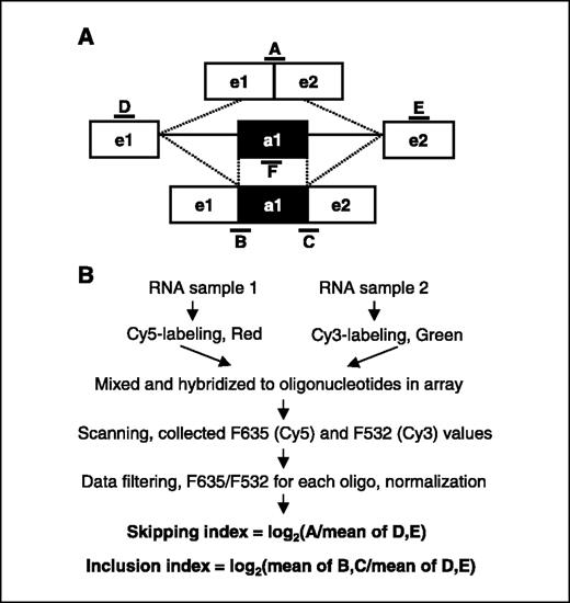 Figure 1. Detection of alternative splicing by splicing-sensitive microarray. A, design of oligo probes. The microarray probes contain 40-mer oligonucleotides that target exon-exon junction sequences because different alternative splice forms have distinct exon-exon junctions. Probes A, B, and C span distinct exon-exon junctions; probes D and E are complementary to flanking constitutive exons (e1 and e2); probe F is complementary to alternative exon a1. B, data collection and analysis. RNA samples 1 and 2 were isolated and labeled separately with Cy5 or Cy3 fluorescent dye, mixed, and hybridized to oligonucleotides in microarray on a slide. Red (F635) and green (F532) fluorescence were measured and the ratio of the two values was calculated for each oligonucleotide. To access differences in splicing pattern between the two samples, skipping indexes and inclusion indexes were calculated. The skipping index of alternative exon a1 is log2 of F635/F532 from the e1-e2 junction oligonucleotide (probe A in A) divided by the mean of F635/F532 from the constitutive exons e1 and e2 (probes D and E in A). The inclusion index of a1 is log2 of the mean of F635/F532 from e1-a1 and a1-e2 (probes B and C in A) divided by the mean of F635/F532 from e1 and e2 (probes D and E in A).
