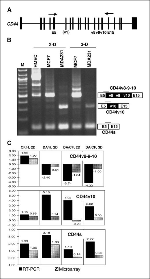 Figure 5. Alternative splicing of mRNA from the CD44 gene in MCF7, MDA-MB-231, and HMEC cells. A, exon-intron arrangement of the CD44 gene. Human CD44 has five constitutive exons at the 5′ region (e1-e5), nine variable exons in the middle (v2-v10), and five constitutive exons at the 3′ region (e15-e19). Variable exon 1 (v1, open box) exists in mouse but not in human. Arrows, primer pair used in the RT-PCR experiments. B, RT-PCR assays of alternative splicing of CD44 mRNA. Samples were prepared and assayed as described in Fig. 3 except that primers specific to e5 and e15 were used in PCR. Three splice variants are depicted: CD44v8-9-10 contains v8, v9, and v10; CD44v10 contains only one variable exon, v10; CD44s does not include any variable exon. The microarray junction probe referring to CD44v8-9-10, CD44v10, or CD44s is indicated on top of the variant. C, comparison of inclusion or exclusion indexes of the variable exons from the RT-PCR results (solid columns) and from the microarray analysis (hatched columns). Analysis was done as described in Fig. 3 except that CD44v8-9-10 splice (top), CD44v10 (middle), and CD44s (bottom) were compared.