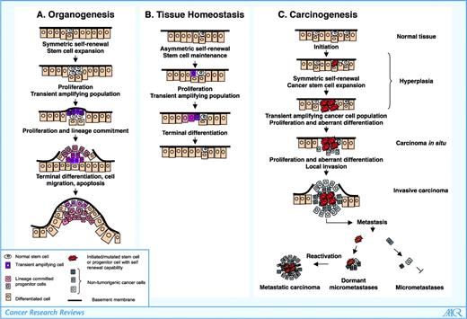 Figure 1. Stem cells in normal development, tissue homeostasis, and carcinogenesis. A, during normal development, symmetric stem cell self-renewal results in stem cell expansion. This process is tightly regulated by components of the stem cell niche. Stem cells differentiate into a transient amplifying population that undergoes further proliferation and lineage commitment followed by cell migration, terminal cell differentiation, and apoptosis of fully differentiated cells. B, during normal tissue homeostasis, asymmetric self-renewal of stem cells results in stem cell maintenance. Proliferation and differentiation of transient amplifying progenitor cells replaces normal cell loss resulting in tissue homeostasis. C, carcinogenesis may be initiated by stem cell expansion via symmetric self-renewal. Unlike normal organogenesis, this process is dysregulated resulting in cancer stem cell expansion. Aberrant differentiation of these cells generates tumor heterogeneity. Further mutations or epigenetic changes may accompany tumor invasion and metastasis. Metastases require the dissemination of cancer stem cells that may remain dormant and be reactivated resulting in tumor recurrence. In contrast, dissemination of differentiated tumor cells produces only micrometastasis that do not progress.