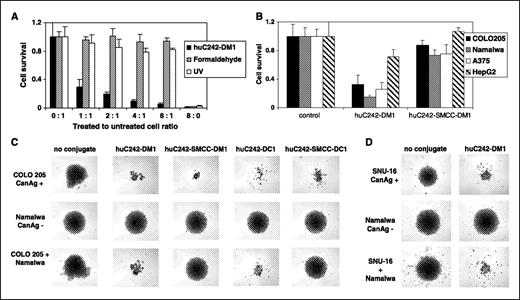 Figure 3. Immunoconjugates linked via a disulfide, but not thioether, bond kill nontarget cells located proximally to its target cells in vitro. A, effect of COLO 205 cells treated with huC242-DM1, formaldehyde, or UV light, on the proliferation of untreated COLO 205 cells in three-dimensional collagen cell cultures. The untreated cells were mixed with the treated cells at different ratios and the samples were incubated in collagen for 5 days; then viable cells were measured using an MTT assay. The fraction of surviving cells is shown for each cell mixture ratio. Black, gray, and white columns, results for cultures with huC242-DM1-treated cells, with formaldehyde-treated cells, and with UV light–treated cells, respectively. The experiment was repeated twice with similar results. B, effect of COLO 205 cells treated with huC242-DM1 or huC242-SMCC-DM1 on untreated COLO 205, Namalwa, A375, and HepG2 cells when grown in mixed three-dimensional collagen cell cultures. Samples of huC242-DM1 or huC242-SMCC-DM1 treated COLO 205 cells were mixed with equal numbers of Namalwa, A375, HepG2, or untreated COLO 205 cells and the mixed cultures were incubated in a collagen matrix for 5 days; then the number of viable cells were determined using an MTT assay and compared with those of control samples (untreated cells only). The fraction of surviving cells is shown for each cell line; black columns, COLO 205; gray columns, Namalwa; white columns, A375; and dashed columns, HepG2 cells. C, treatment of CanAg-positive COLO 205 cells, CanAg-negative Namalwa cells, or mixed COLO 205 and Namalwa cell populations with huC242-DM1, huC242-SMCC-DM1, huC242-DC1, or huC242-SMCC-DC1 in liquid cell culture. COLO 205 cells, Namalwa cells, and mixed populations of equal numbers of COLO 205 and Namalwa cells were grown in round-bottomed wells of tissue culture plates in the absence (left row) or presence (right row) of 1 nmol/L of one of the antibody-drug conjugates. After 5 days of incubation, photographs of the wells were taken. D, results of an experiment analogous to that in (C) except that the antigen-positive cell line is SNU-16.