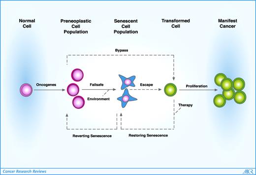 Figure 1. Model of oncogene-induced senescence in tumor development. Oncogenic activation—particularly of Ras/Raf prototypic oncogenes—is primarily mitogenic but may provoke an early senescent growth arrest of individual cells or premalignant hyperplastic lesions (full arrows). Whether a fully transformed phenotype arises from oncogene-driven cells that a priori bypassed senescence or from those that emerged from senescence by mutating essential senescence regulators remains speculative (hatched arrows). Genetic defects that inactivate senescence are not necessarily sufficient to transform in cooperation with the initiating oncogene; thus, additional mutations might be required to establish cancer cells that eventually expand as a clinically relevant tumor mass. Depending on number and biological effect of senescence-compromising mutations, therapeutic approaches based on genetic manipulations or exposure to DNA-damaging agents may be applied to force proliferating cancer cells to (re-)enter senescence (hatched arrows).