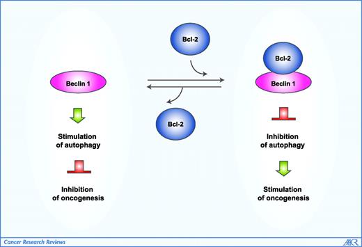 Figure 1. A speculative model of the interrelationship between Bcl-2, Beclin 1, autophagy, and cancer. Beclin 1 is known to be an autophagy and tumor suppressor protein (11–13). Bcl-2 binding to Beclin 1 is known to inhibit autophagy (36). According to this model, Beclin 1 stimulation of autophagy inhibits oncogenesis, and the inhibition of Beclin 1-dependent autophagy by Bcl-2 stimulates oncogenesis. The oncogenic effects of Bcl-2 inhibition of autophagy may relate to the blockade of autophagic cell death and/or cell death–independent functions of autophagy.