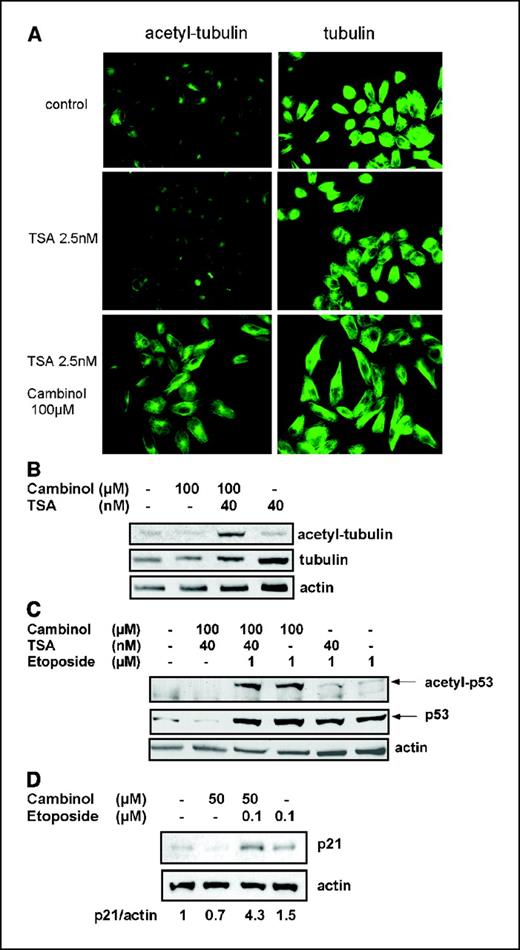 Figure 2. Cambinol induces hyperacetylation of SIRT1 and SIRT2 substrates p53 and tubulin. A, acetyl-tubulin immunoflorescence. NCI H460 cells were grown on coverslips and treated with the indicated concentrations of the HDAC6 inhibitor trichostatin A (TSA) and with the SIRT2 inhibitor cambinol for 16 hours. Acetylated α-tubulin and α-tubulin were visualized by indirect immunofluorescence. B, acetyl-tubulin immunoblot. NCI H460 cells were treated with indicated drugs for 16 hours. Tubulin and actin immunoblots are shown as loading controls. C, cambinol induces hyperacetylation of p53 following DNA damage. NCI H460 were treated with the indicated concentration of etoposide and the deacetylase inhibitors (cambinol and trichostatin A) for 16 hours. Top, acetylated p53. Middle, total p53; Bottom, actin immunoblot provided as loading control. D, cambinol stimulates etoposide-mediated induction of p21. Cells were treated with the indicated concentrations of drugs for 8 hours and the cell lysates were analyzed by immunoblots using anti-p21 and anti-actin (loading control) antibodies. Normalized p21/actin ratio is determined by densitometry.