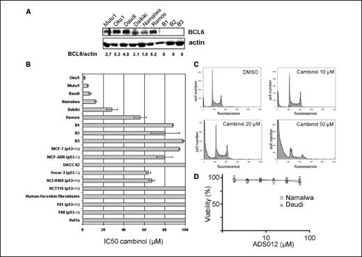 Figure 5. Cambinol is active as a single agent in Burkitt lymphoma cell lines. A, Burkitt lymphoma cell lines (Oku1, Mutu1, Daudi, Daikiki, Namalwa, and Ramos) express BCL6, whereas EBV-immortalized B cell lines (B1, B2, and B3) do not express BCL6. BCL6 and actin immunoblots. B, IC50 measured by [3H]thymidine incorporation in a panel of cell lines. The Burkitt lymphoma cells Oku1, Mutu1, Daudi, Daikiki, and Namalwa are the most sensitive. EBV-immortalized B cells (B1, B2, and B3) and most epithelial cancer and fibroblasts have IC50 values >60 to 100 μmol/L. C, cambinol induces apoptosis in Burkitt lymphoma cells. DNA content was analyzed by flow cytometry of Namalwa cells treated with the indicated concentrations of cambinol for 48 hours. Sub-G1 fraction indicates apoptosis. D, cambinol derivative ADS012 that lacks sirtuin inhibitory activity is nontoxic in Burkitt lymphoma cell lines. Viability of cells treated for 96 hours with ADS012 is measured using [3H]thymidine incorporation.
