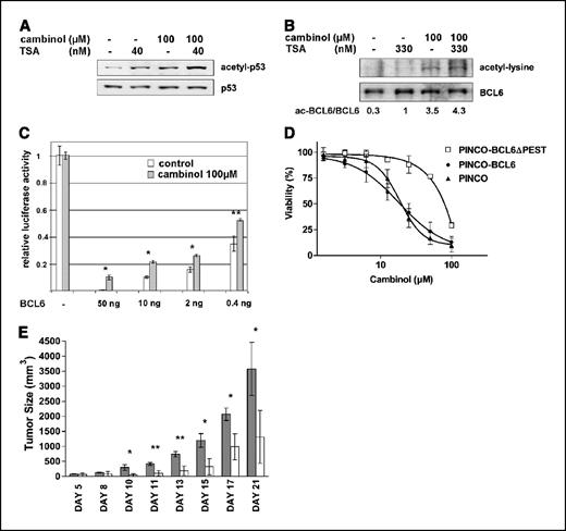 Figure 6. Cambinol induces hyperacetylation of p53 and BCL6 and interferes with BCL6 transcriptional repression. A, cambinol and trichostatin A induce hyperacetylation of p53 in Burkitt lymphoma cells. Namalwa cells were incubated with the indicated amounts of deacetylase inhibitors for 5 hours and the cell lysates were analyzed by anti-acetyl-p53 and anti-p53 antibodies. B, cambinol induces hyperacetylation of BCL6 in Burkitt lymphoma cells. BCL6 was immunoprecipitated from Ramos cells treated with cambinol and/or trichostatin A for 5 hours. Acetylated and total of BCL6 were analyzed by immunobloting. C, cambinol attenuates BCL6 repression function. BCL6 reporter vector with luciferase gene controlled with thymidine-kinase promoter and five GAL4 binding sites (G5TK-pGL2) was transfected into NCI-H460 cells alone or with the vector engineered to express a fusion protein consisting of GAL4 DNA binding domain fused to BCL6, pCDNA3(GAL4)-BCL6 (0.4-50 ng/transfection). Columns, luciferase activity measured in transfected cells treated with cambinol (100 μmol/L) or DMSO (control) and normalized to β-galactosidase activity derived from the cotransfected CMV-β-galactosidase vector; bars, SD. Experiments were done in triplicates. *, P < 0.01; **, P < 0.05, two-tailed t test. D, the nonacetylatable allele of BCL6 confers resistance to cambinol. Namalwa cells were infected with the control retroviral vector containing GFP as a selectable marker (PINCO) or with the BCL6- and BCL6DPEST-expressing vectors (PINCO-BCL6 and PINCO-BCL6DPEST). Pure populations of infected cells were obtained by fluorescence-activated cell sorting using GFP marker and cambinol dose-response curves were generated using [3H]thymidine incorporation assay. The expression of BCL6 and BCL6DPEST was confirmed by Western blot against the hemagglutinin epitope that was used to tag the proteins (data not shown). E, response of xenografts of Daudi cells to systemic administration of cambinol to mice. Five days after implantation of cells, cambinol or vehicle was administered systemically (i.v. or i.p.) for 2 weeks (five injections weekly). Cambinol was prepared as 10%/10% ethanol/Cremophore solution to improve solubility. The dose of 100 mg/kg cambinol was the highest dose that could be administered as a single i.v. injection due to limited solubility of the drug. Each group consisted of three animals. Tumor volumes in cambinol (open columns) and vehicle treated animals (solid columns) of cambinol. **, P < 0.01; *, P < 0.05, two-tailed t test.