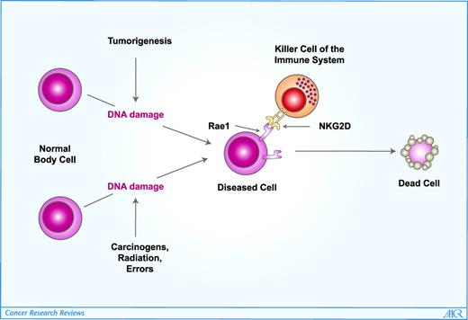 Figure 1. Linkage between tumorigenesis, the DNA damage response and the immune response. DNA-damaging agents or DNA lesions associated with tumorigenesis activate the DNA damage response, which results in up-regulation of Rae1 and other ligands of the NKG2D receptor. These ligands activate NK cells and other lymphocytes to attack the diseased cells.
