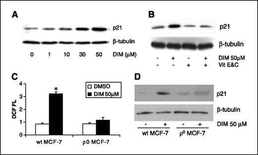Figure 4. 3,3′-Diindolylmethane (DIM)–induced oxidative stress contributed to p21 overexpression. A, 3,3′-diindolylmethane treatment induced p21 overexpression shown by Western blot analysis. MCF-7 cells were treated with different concentrations of 3,3′-diindolylmethane for 24 hours. Western blot analysis was done as described in Materials and methods. β-Tubulin serves as an internal loading control. B, the combination of vitamin E (300 μM) and C (500 μM) prevented 3,3′-diindolylmethane-induced p21 overexpression shown by Western blot analysis. C, ρ0 MCF-7 cells have significantly lower ROS production after 3,3′-diindolylmethane stimulation. D, 3,3′-diindolylmethane failed to induce p21 overexpression in ρ0 MCF-7 cells as shown by Western blot analysis. *, P < 0.05, significant differences compared with untreated cells.