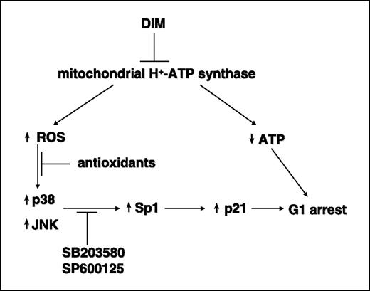 Figure 6. Proposed model for 3,3′-diindolylmethane (DIM)–induced p21 expression and G1 cell cycle arrest. 3,3′-Diindolylmethane is a novel mitochondrial H+-ATP synthase inhibitor. Like many other mitochondrial oxidative phosphorylation inhibitors, 3,3′-diindolylmethane treatment decreases cellular ATP level and increases mitochondrial ROS release. The latter then leads to activation of the redox-sensitive JNK and p38 pathway, which can be reversed by treatment with antioxidants. Activated JNK and p38 pathways will induce p21 transcription through activation of transcriptional factors, such as Sp1. Up-regulation of p21 and inhibition of ATP synthesis may both contribute to 3,3′-diindolylmethane-induced G1 cell cycle arrest.