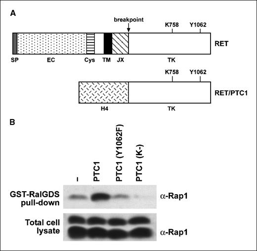 Figure 1. A, schematic representation of the RET/PTC1 constructs used in this study. SP, RET signal peptide; EC, extracellular domain; Cys, cysteine rich, TM, transmembrane; JX, juxtamembrane; TK, tyrosine kinase. RET/PTC breakpoint. RET Tyr1062 (corresponding to Y451 in RET/PTC1) and Lys758 (corresponding to K147 in RET/PTC1). B, affinity precipitation of Rap1 with immobilized GST-RalGDS fusion protein from HEK293 transfected with the indicated RET/PTC1 constructs or the empty vector (−). Bound Rap1 was revealed by staining blot with anti-Rap1 (α-RAP1). Total Rap1 levels are shown for normalization. The signal was analyzed at the PhosphorImager. This experiment is representative of at least four independent assays.