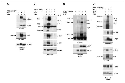 Figure 2. A, protein lysates (500 μg) from HEK293 transfected with Gab1 and the indicated RET/PTC plasmids were immunoprecipitated (I.P.) with anti-RET (α-RET) and immunoblotted with anti-Gab1 (α-Gab1) or anti-RET for normalization (top). Alternatively, protein lysates were immunoprecipitated with anti-Gab1 and immunoblotted with anti-phosphotyrosine (α-pY) antibodies (middle). Total Gab1 levels were determined for normalization (bottom). B, CrkII coimmunoprecipitated with tyrosine-phosphorylated RET/PTC1 and Gab1. Protein lysates (500 μg) from HEK293 transfected with CrkII, and where indicated Gab1 and RET/PTC1, were immunoprecipitated with anti-CrkII (α-CrkII) and immunoblotted with anti-phosphotyrosine. RET/PTC1 and Gab1 were identified by reprobing with specific antibodies. CrkII levels are shown for normalization. C, protein lysates (2 mg) from HEK293 transfected with RET/PTC1 or its mutant Y1062F were immunoprecipitated with anti-CrkII and immunoblotted with anti-phosphotyrosine. RET/PTC1 and Gab1 were identified by reprobing with specific antibodies (data not shown). D, RET/PTC1–stimulated CrkII-C3G binding. Protein lysates (500 μg) from HEK293 transfected with the indicated plasmids, in the presence or not of RET/PTC1, were immunoprecipitated with anti-RET and blotted with phosphotyrosine, C3G, or RET (top) or immunoprecipitated with anti-CrkII and immunoblotted with C3G or phosphotyrosine antibodies (middle). Total cell lysates were immunoblotted for normalization (bottom). These findings are representative of several independent assays.