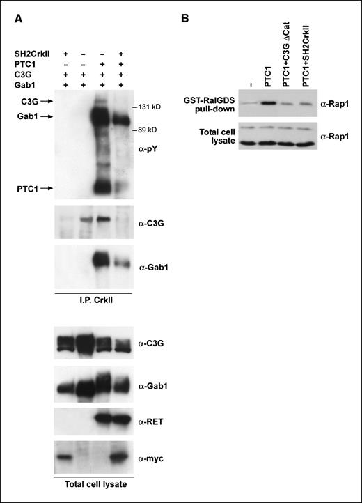 Figure 3. A, cells were transfected with C3G and Gab1 and other plasmids where indicated. Proteins were immunoprecipitated with CrkII and blotted with the indicated antibodies (top). Total cell lysates were immunoblotted with C3G, Gab1, and RET antibodies for normalization. Anti-myc (tag) was used for SH2CrkII (bottom). B, Rap1 was affinity precipitated with immobilized GST-RalGDS. Bound Rap1 was revealed by immunoblot. These findings are representative of several independent assays.