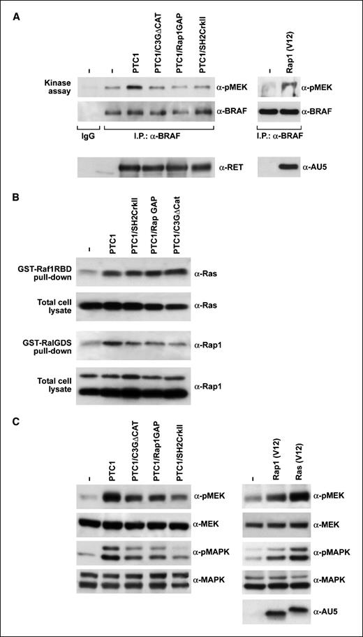 Figure 4. A, HEK293 were transfected with the indicated plasmids, kept overnight in serum-deprived medium, and harvested. Cell lysates were subjected to an in vitro BRAF kinase assay using GST-MEK as a substrate. Kinase reactions were analyzed with anti–phospho-MEK (α-pMEK) antibody. Filters were reprobed with anti-BRAF (α-BRAF). Total cell extracts were immunoblotted with anti-RET or with anti-AU5 (α-AU5; the Rap1 tag) for normalization. B, HEK293 were transfected with RET/PTC1 and the indicated plasmids. Rap1 or Ras activity was measured by precipitation with GST-RalGDS or GST-RafRBD, respectively. Total Rap1 and Ras levels are shown for normalization. The signal was analyzed at the PhosphorImager. C, MEK and MAPK phosphorylation was evaluated in HEK293 cells transfected with the indicated plasmids by immunoblotting with phosphospecific antibodies. The AU5 tag (Rap1 and Ras constructs) was used for normalization. The experiments are representative of at least three independent assays.