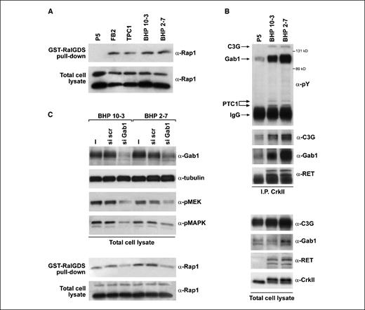 Figure 5. A, GST-RalGDS pull-down assay of Rap1 in RET/PTC1–expressing cells compared with normal P5 cells. B, RET-PTC1-Gab1-CrkII-C3G complex in thyroid cancer cells. Total lysates (4 mg) of the indicated cell lines were immunoprecipitated with CrkII and blotted with the indicated antibodies. C, si Gab1 or control si scr were transiently transfected in the indicated cells. Gab1 levels were measured by immunoblot (top); levels of MEK and MAPK phosphorylation were measured by immunoblot (middle); Rap1 activation was measured by the GST-RalGDS pull-down assay (bottom).