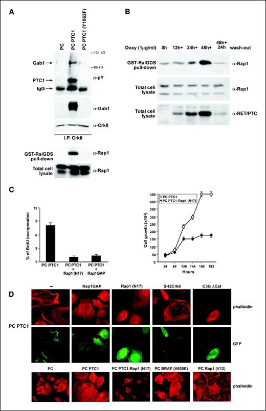 Figure 6. A, total lysates (2 mg) of PC cells stably transfected with RET/PTC1 or its Y1062F mutant were immunoprecipitated with CrkII and blotted with the indicated antibodies (top). Rap1 activity was measured by the GST-RalGDS pull-down assay in RET/PTC1 or RET/PTC1(Y1062F) transfectants (bottom). B, PC cells expressing a doxycycline-responsive RET/PTC1 were stimulated with doxycycline and harvested at the indicated time points. Cell lysates were subjected to the GST-RalGDS affinity precipitation. C, RET/PTC1–expressing PC cells were transiently transfected with the indicated plasmids together with EGFP. Cells were kept in the absence of six hormones. BrdUrd incorporation was evaluated in EGFP-positive cells; at least 100 cells were counted per field. Columns, average of three independent experiments, in which at least 500 cells were scored; bars, SD (left). PC PTC1 and PC PTC1-Rap1(N17) cells were plated at the same density, kept in the absence of six hormones, and counted at the indicated time points. Points, average results of three independent determinations; bars, SD (right). D, PC PTC1 cells were transiently cotransfected with the indicated dominant interfering mutants and EGFP; 36 h after transfection, cells were plated and stained after 4 h with Texas Red X–conjugated phalloidin. Actin organization in EGFP-positive cells was evaluated. Representative fields. The experiment was done in triplicate and at least 60 EGFP-positive cells were scored (top). The indicated stable transfectants were fixed with paraformaldehyde (4%) and stained with Texas Red X-conjugated phalloidin (bottom).