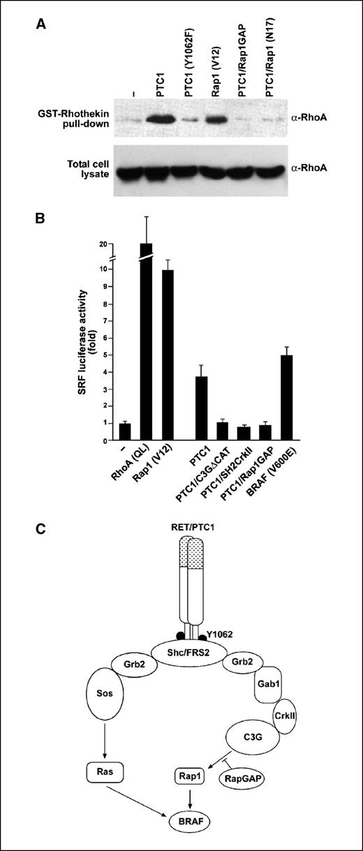 Figure 7. A, affinity precipitation of RhoA with GST-RhotekinGDS from cells transfected with the indicated constructs or the empty vector (−). Total RhoA levels are shown for normalization. The signal was analyzed at the PhosphorImager. This experiment is representative of three independent assays. B, HEK293T cells were cotransfected with pSRF-luc and the indicated plasmids. Luciferase activity was expressed as fold induction with respect to the control. Columns, average results of three independent determinations; bars, SD. C, Grb2 binds RET/PTC Tyr1062 via numerous docking proteins, including Shc and FRS2. Grb2 binds Gab1, which in turn associates to the SH2 domain of Crk. Crk via its SH3 domain bridges the complex to C3G.